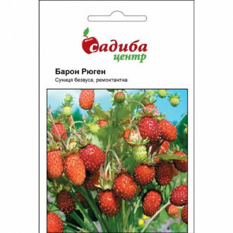 Земляника ремонтантная Барон Рюген Садыба центр