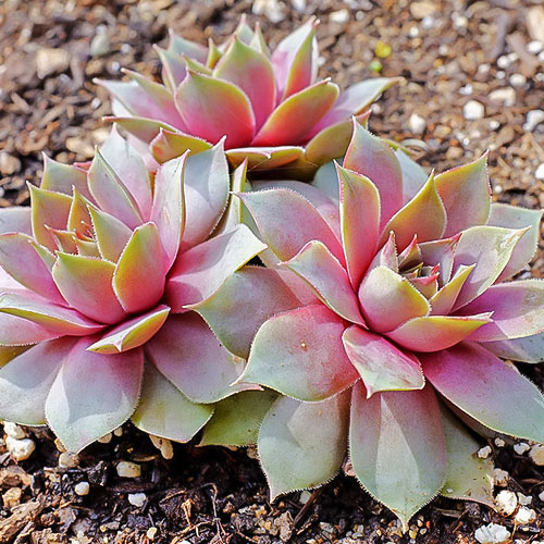 Молодило Юлія зображення 1 артикул 01379