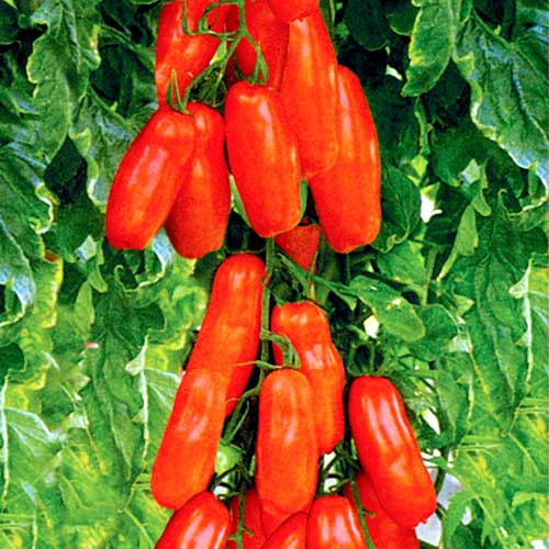 Томат Идальго F1, семена рисунок 1 артикул 65151