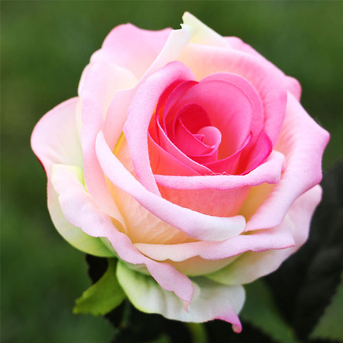 Троянда чайно-гібридна Прінцес зображення 1 артикул 5803