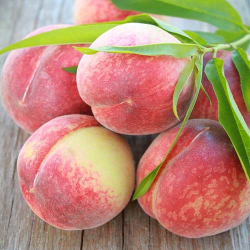 Персик Рубиновый Принц рисунок 1 артикул 4230