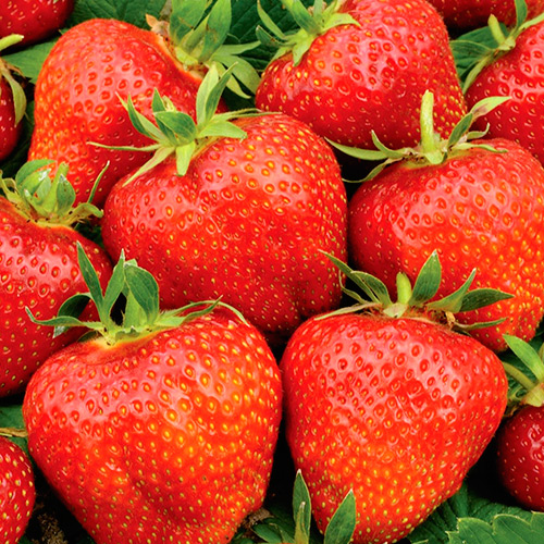 Полуниця Гігантелла, насіння артикул фото 1 Полуниця Гігантелла, насіння зображення 1 артикул 65231