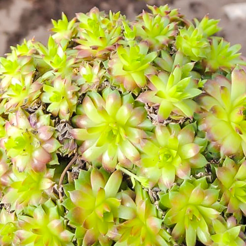 Молодило Хамелеон зображення 1 артикул 01377