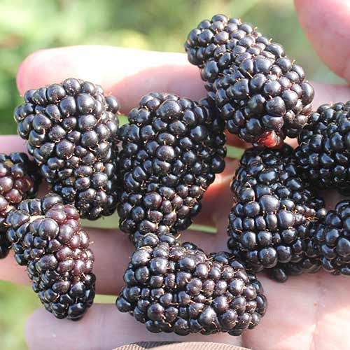 Ежевика Джамбо рисунок 1 артикул 4318