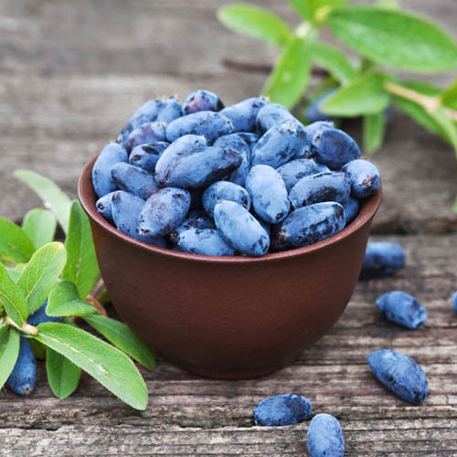 Жимолость Аврора рисунок 1 артикул 9302