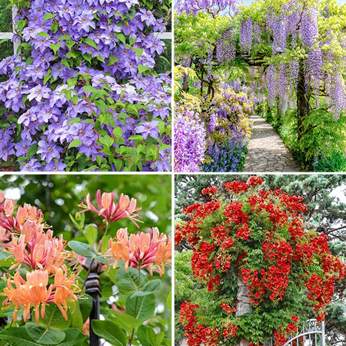 Комплект плетистих ліан з 4 сортів зображення 1 артикул 9189