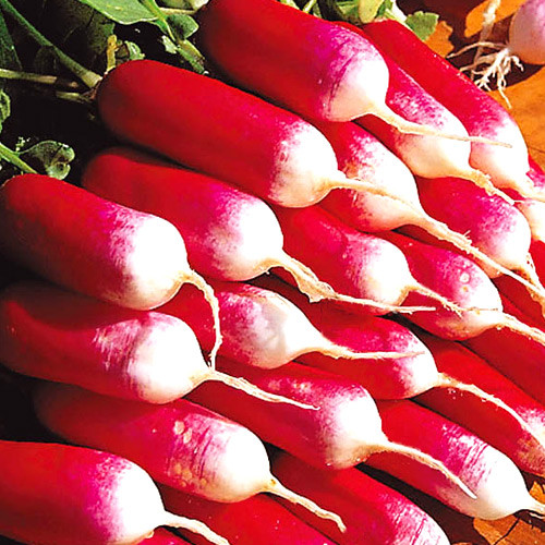 Редис 18 дней, семена артикул фото 1 Редис 18 дней, семена рисунок 1 артикул 65144