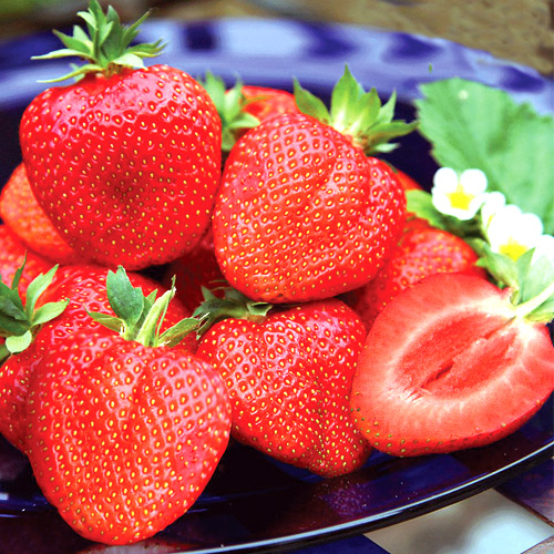 Полуниця Королева Єлизавета ІІ, насіння артикул фото 1 Полуниця Королева Єлизавета ІІ, насіння зображення 1 артикул 65230