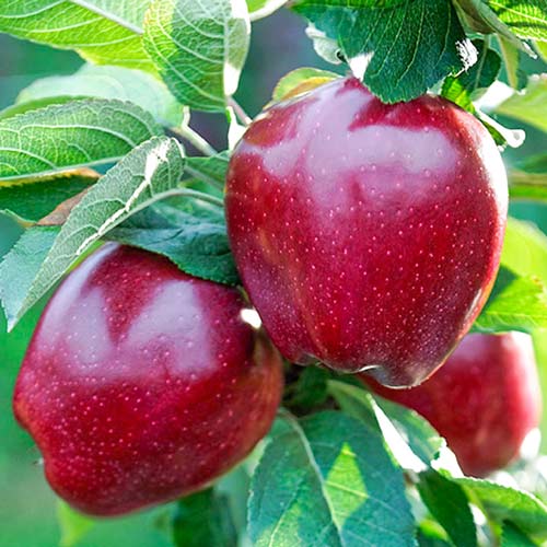 Яблуня Ред Чіф (червона м'якоть) артикул фото 1 Яблуня Ред Чіф (червона м'якоть) зображення 1 артикул 7465
