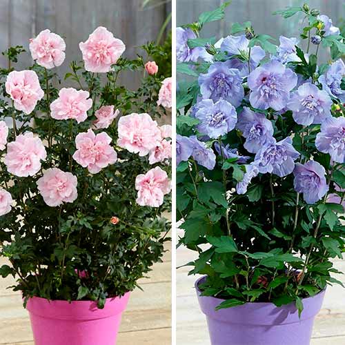 Комплект гібіскусів Шифон з 2 саджанців зображення 1 артикул 76661