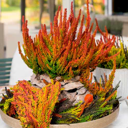 Верес звичайний Twins Франка/Хелена зображення 1 артикул 5898