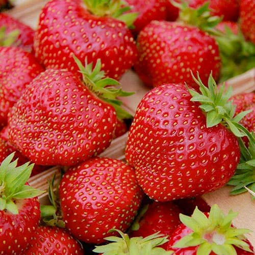 Полуниця Сенсація артикул фото 1 Полуниця Сенсація зображення 1 артикул 9854