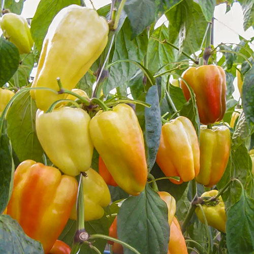 Перец сладкий Барби F1 Профессиональные семена рисунок 1 артикул 72419