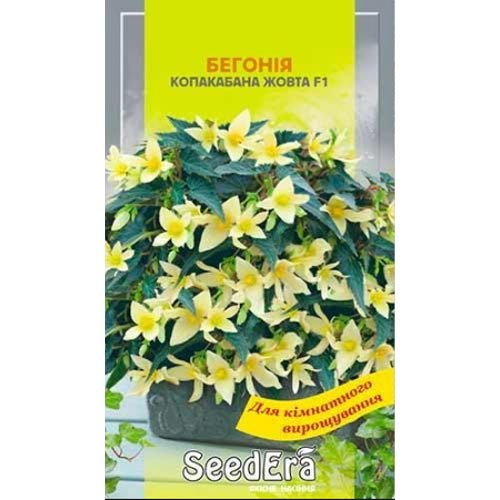 Бегония Копакабана желтая F1 Seedera рисунок 1 артикул 77152