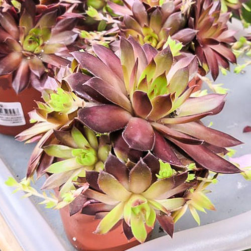 Молодило Бронко зображення 1 артикул 01362