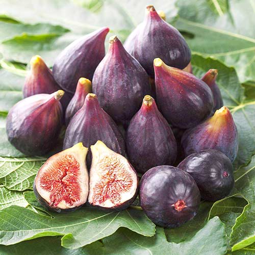 Інжир Фініковий зображення 1 артикул 4201