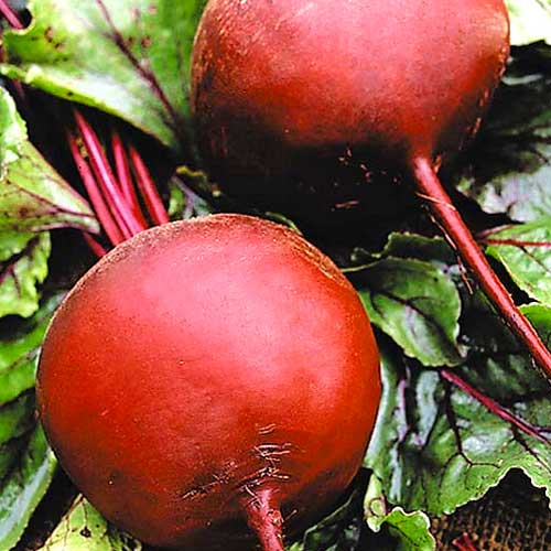 Буряк Червона куля покращений, насіння зображення 1 артикул 65149