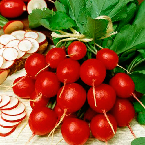 Редис Ультраранний, семена артикул фото 1 Редис Ультраранний, семена рисунок 1 артикул 65146