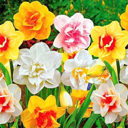 Суперпропозиція! Комплект нарцисів махрових, мікс з 25 цибулин артикул фото 1 Суперпропозиція! Комплект нарцисів махрових, мікс з 25 цибулин зображення 1 артикул 67913