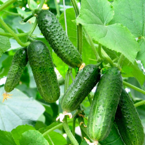 Огірок Альонушка F1, насіння зображення 1 артикул 65123