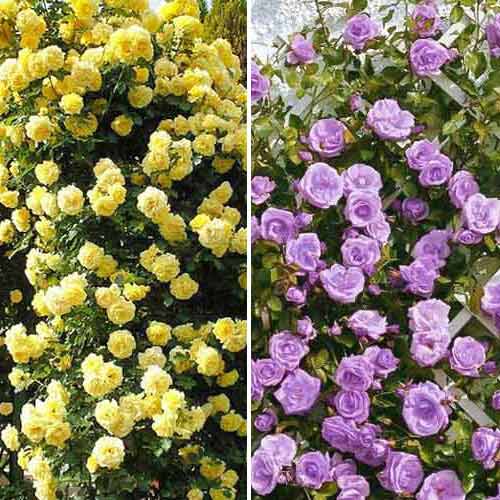 Комплект плетистых роз Патриот из 2-х сортов рисунок 1 артикул 5818