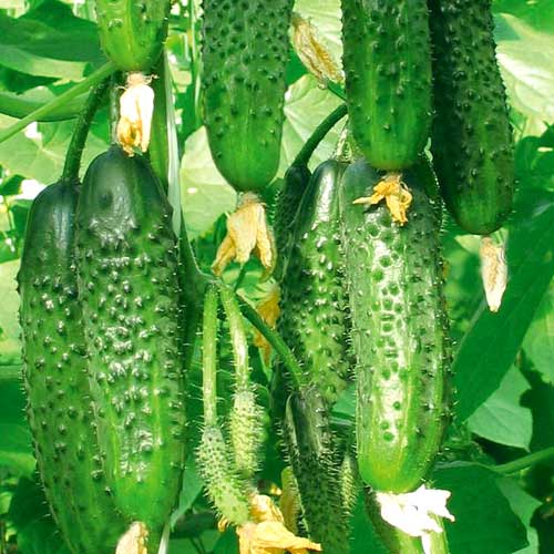 Огірок F1 Королівські пальчики, насіння зображення 1 артикул 65120