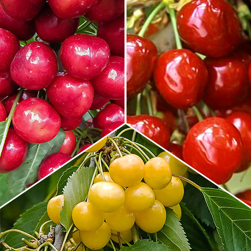 Комплект черешні Тріо з 3 сортів артикул фото 1 Комплект черешні Тріо з 3 сортів зображення 1 артикул 7479