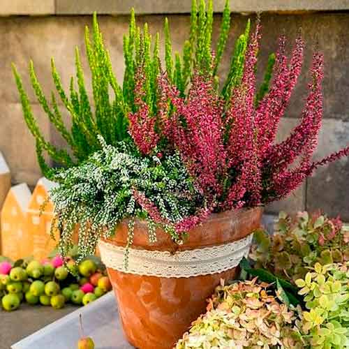 Верес звичайний Trio Girls Атен/Еліза/Аметист зображення 1 артикул 5896