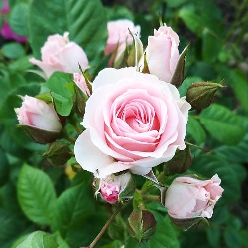 Троянда чайно-гібридна Наречена (Bride) зображення 1 артикул 4589