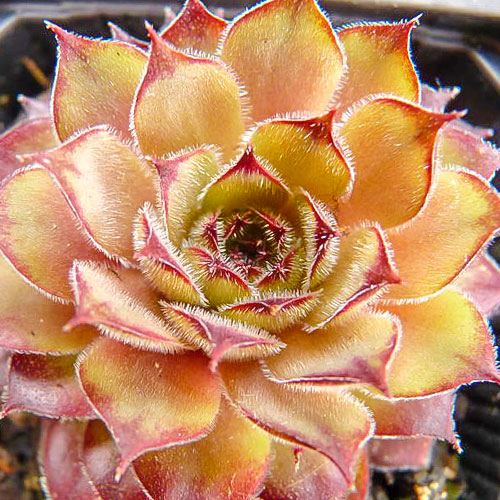 Молодило Ноир рисунок 1 артикул 68885