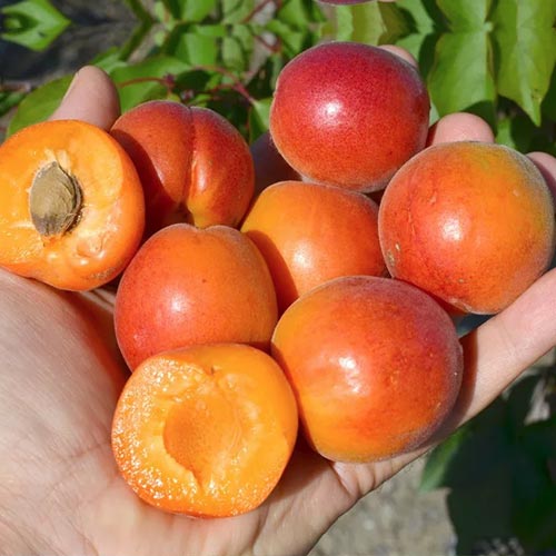 Абрикос Царський зображення 1 артикул 4160
