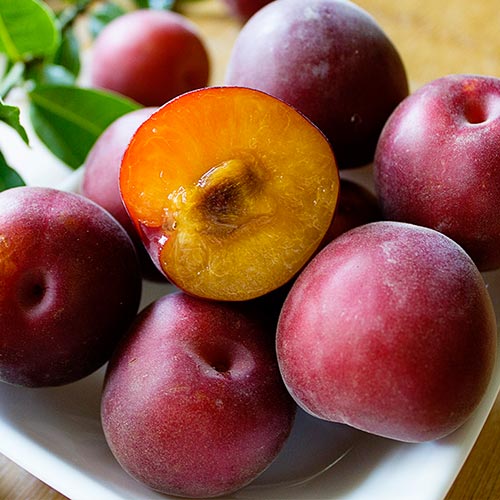 Абрикос Чорний Принц зображення 1 артикул 7404