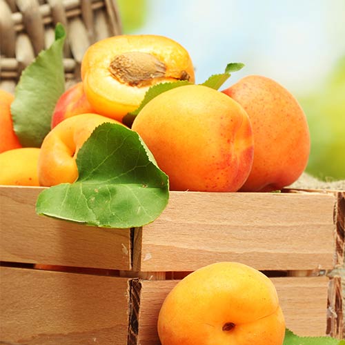Абрикос Персиковий зображення 1 артикул 4144