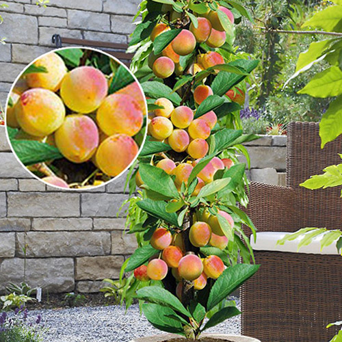 Абрикос колоновидный Принц Март артикул фото 1 Абрикос колоновидный Принц Март рисунок 1 артикул 1901