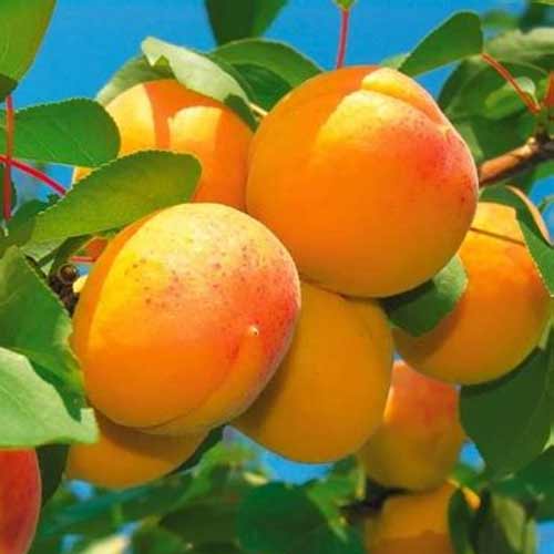 Абрикос Шалах Ананасный рисунок 1 артикул 5746