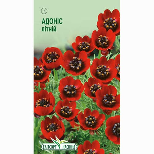 Адонис летний Элитсорт рисунок 1 артикул 95072