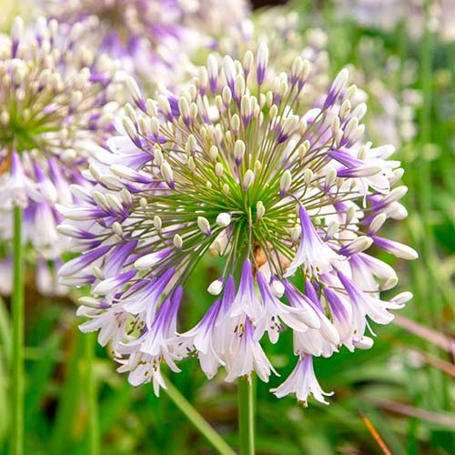 Агапантус Феєрверк зображення 1 артикул 70322