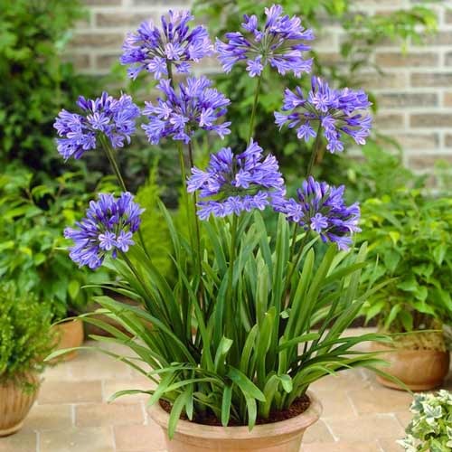 Агапантус Blue зображення 1 артикул 76157
