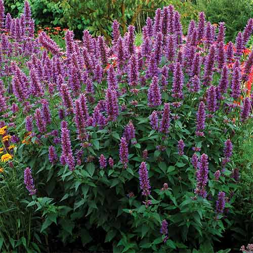 Агастахе (лофант) мексиканский артикул фото 1 Агастахе (лофант) мексиканский рисунок 1 артикул 01302