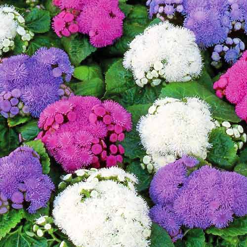 Агератум, смесь окрасок рисунок 1 артикул 72004