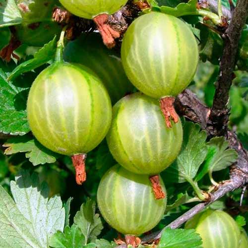 Аґрус Балтійський артикул фото 1 Аґрус Балтійський зображення 1 артикул 4328