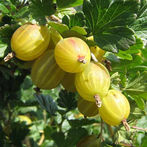 Аґрус Берил артикул фото 1 Аґрус Берил зображення 1 артикул 4341