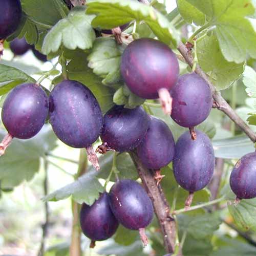 Аґрус Чорномор артикул фото 1 Аґрус Чорномор зображення 1 артикул 4345