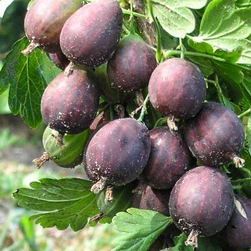 Аґрус Чорносливовий зображення 1 артикул 4339