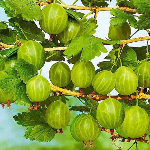 Аґрус Донецький великоплідний артикул фото 1 Аґрус Донецький великоплідний зображення 1 артикул 4329