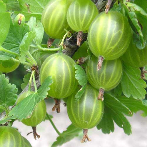 Аґрус Ізумруд артикул фото 1 Аґрус Ізумруд зображення 1 артикул 4330