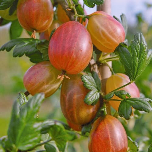 Аґрус Карат артикул фото 1 Аґрус Карат зображення 1 артикул 1533