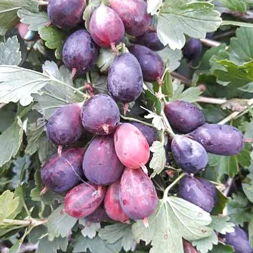 Аґрус Командор артикул фото 1 Аґрус Командор зображення 1 артикул 4342