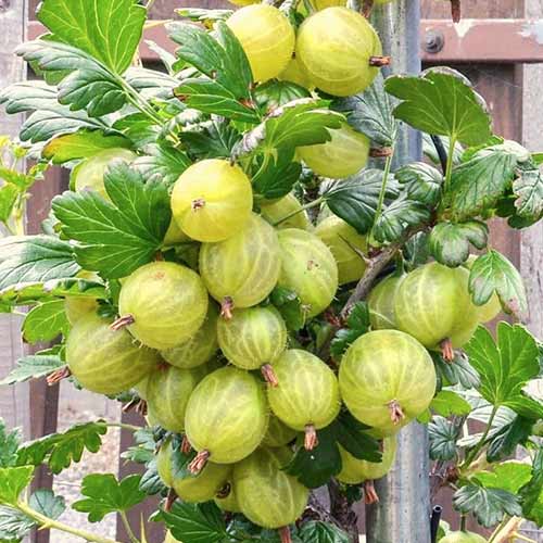 Аґрус Мармуровий артикул фото 1 Аґрус Мармуровий зображення 1 артикул 4333