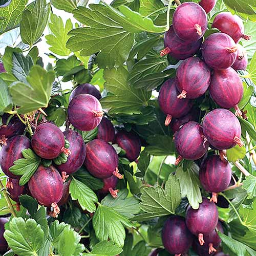 Крыжовник Неслуховский артикул фото 1 Крыжовник Неслуховский рисунок 1 артикул 4334